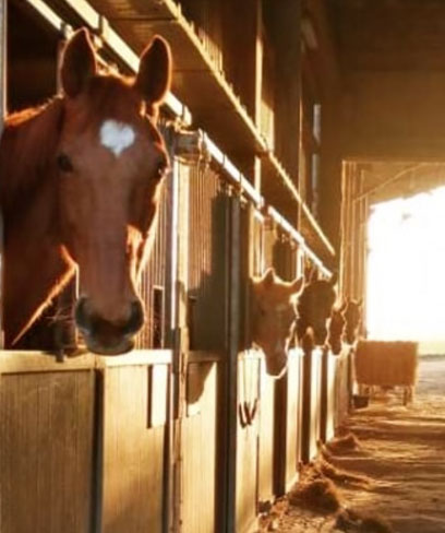 Pension pour chevaux